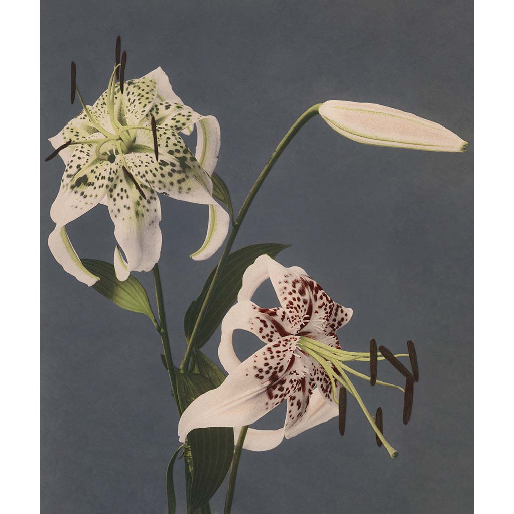 white lily in japanese Art Print