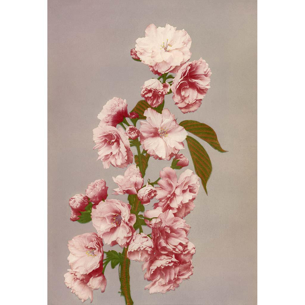 E629★　未使用　オリバーガル　彼女Peony Garden　キャンバスアート org.jpg