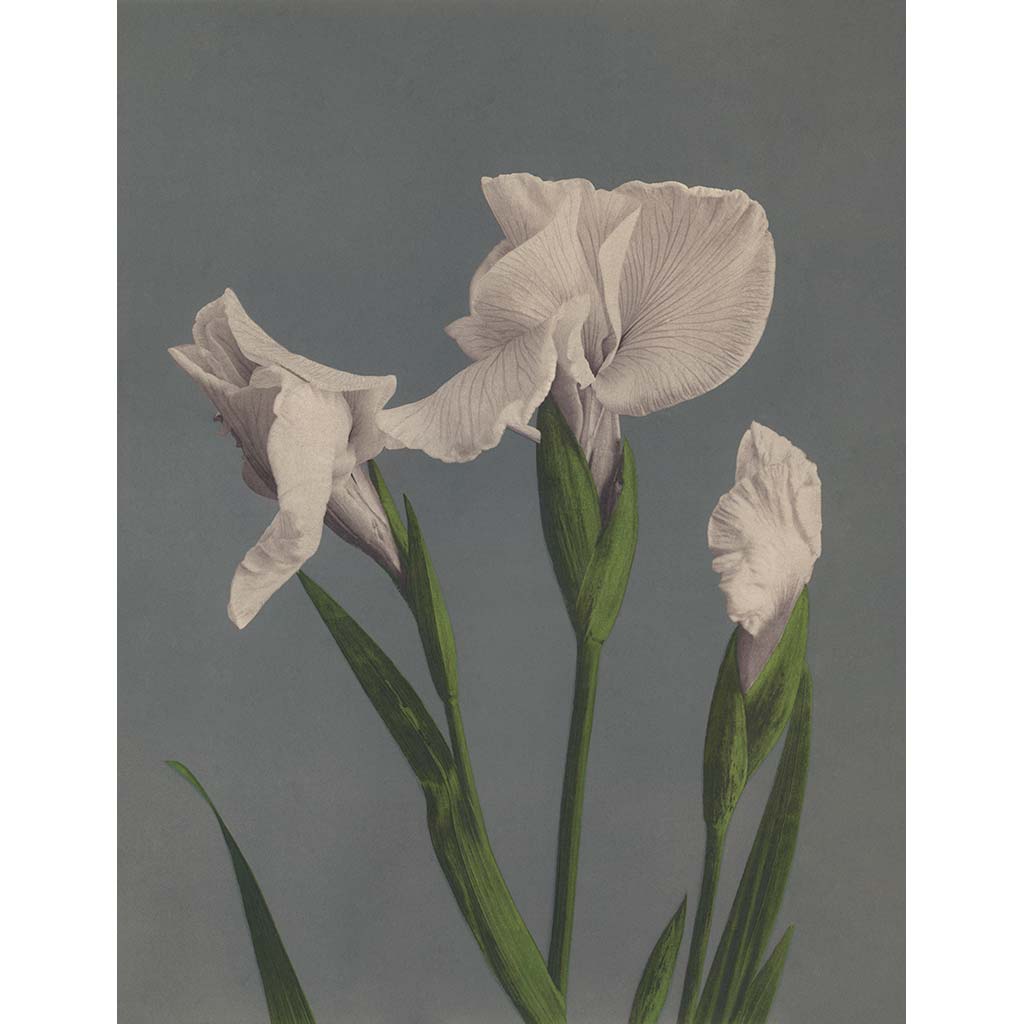 Art Print | Iris Flowers by Kazumasa Ogawa – Old Japan Shop
