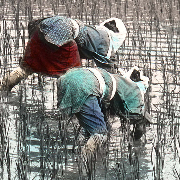 Women in Rice Field
