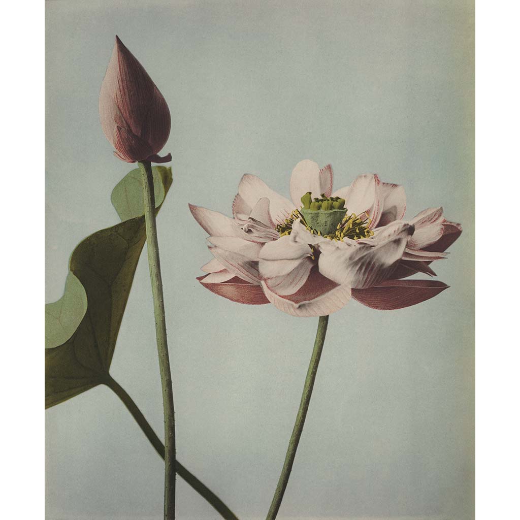 Art Print | Lotus Flowers by Kazumasa Ogawa – Old Japan Shop