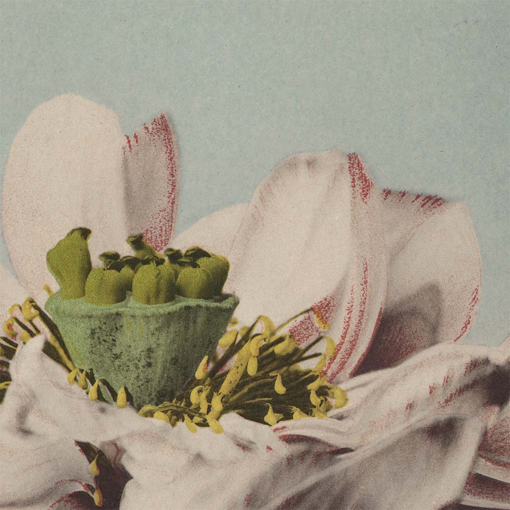 Art Print | Lotus Flowers by Kazumasa Ogawa – Old Japan Shop