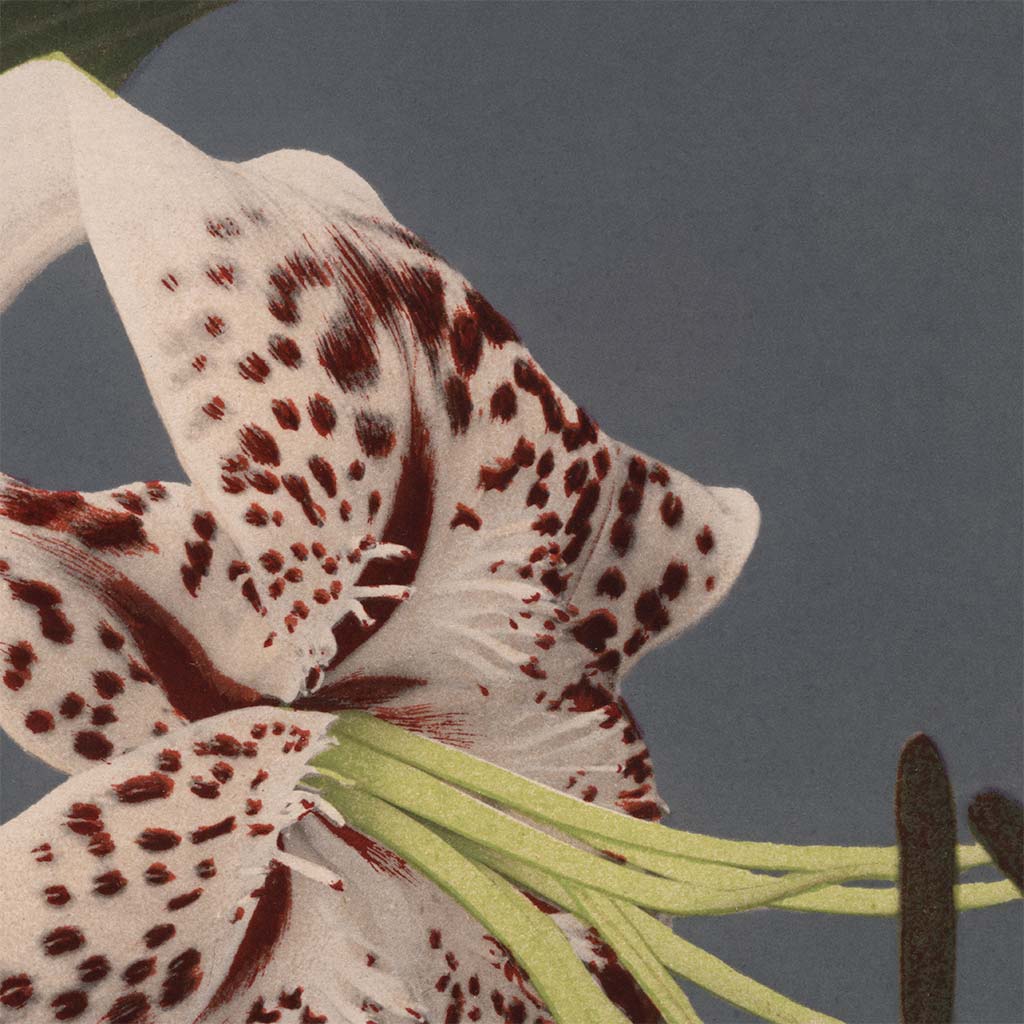 Art Print | Lily Flowers by Kazumasa Ogawa – Old Japan Shop