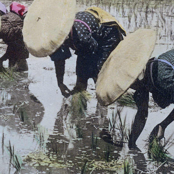 Detail of fine art print of Japanese women in traditional clothing transplanting rice seedlings